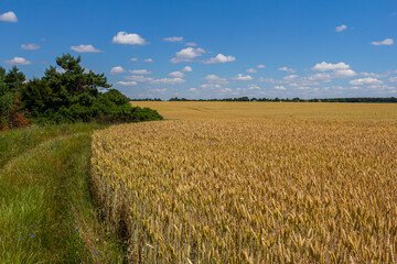 A picturesque golden wheat field under a bright blue sky, showcasing the beauty of nature and the abundance of harvest