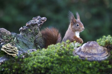 Eurasian red squirrel (Sciurus vulgaris), Emsland, Lower Saxony, Germany, Europe
