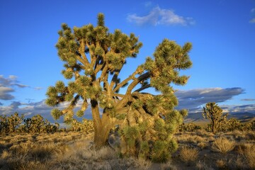 Joshua Trees (Yucca brevifolia) in Evening Light, Mojave Desert, Desert Landscape, Mojave National...