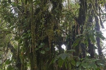 Cloud forest, Santa Elena Cloud Forest Reserve, Alajuela province, Costa Rica, Central America