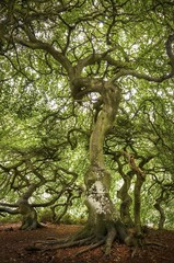 Dwarf beechn (Fagus sylvatica), Waldpark Semper, Rügen, Mecklenburg Vorpommern, Germany, Europe