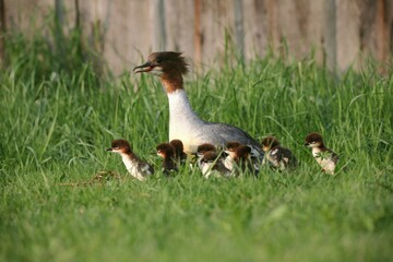 Common Merganser (Mergus merganser), female with two-day-old chicks after leaving the nest