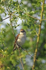 Red-backed Shrike (Lanius collurio), female, Burgenland, Austria, Europe