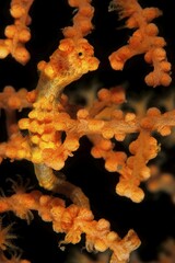 Pygmy seahorse (Hippocampus bargibanti), Lembeh Strait, Indonesia, Asia