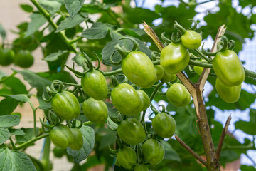 Green tomatoes growing on vine in a garden during late summer with lush foliage surrounding the fruit