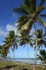 Coconut palms on the beach near Uvero Alto, Punta Cana, Caribbean, Dominican Republic, Central...