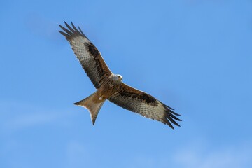 Fototapeta premium Red kite (Milvus milvus) gliding against a blue sky, Baden-Württemberg, Germany, Europe