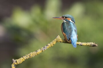 Female Kingfisher (Alcedo atthis) preched on branch, Hesse, Germany, Europe