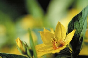 Fototapeta premium Yellow flowers in close-up with green leaves and soft background Golden loosestrife Lysimachia punctata
