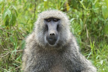 Anubis or olive baboon (Papio anubis), portrait, Lake Nakuru National Park, Kenya, Africa