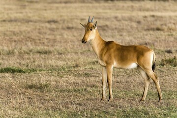Fototapeta premium Coke's hartebeest (Alcelaphus cokii) calf in the Ol Pejeta reserve, Kenya, Africa