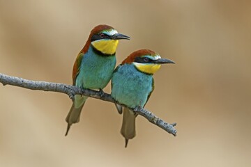 Two European bee-eaters (Merops apiaster), animal pair sitting on branch, Rhineland-Palatinate, Germany, Europe
