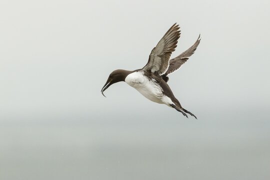 Common Guillemot (Uria aalge), in flight, Farne Islands, Northumberland, England, United Kingdom, Europe