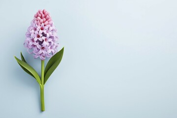 Obraz premium Single violeta nd pink Hyacinth flower on pastel blue background with copy space. KI generiert, generiert AI generated