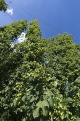 Hop umbels (Humulus lupulus) on the plant, Franconia, Bavaria, Germany, Europe