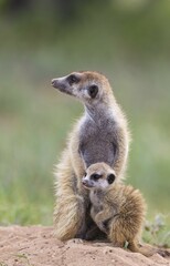 Suricate (Suricata suricatta), female with young on the lookout, during the rainy season in green surroundings, Kalahari Desert, Kgalagadi Transfrontier Park, South Africa, Africa