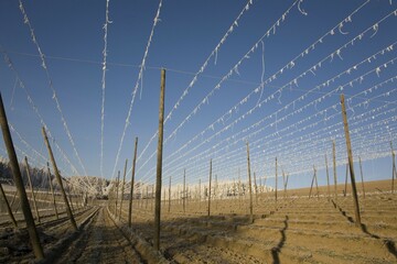 Wintery hop garden, Hallertau, Bavaria, Germany, Europe