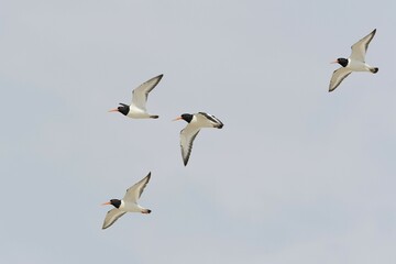 Four flying Eurasian oystercatchers (Haematopus ostralegus), Texel, West Frisian Islands, North Holland, Netherlands