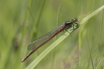 Large red damselfly (Pyrrhosoma nymphula), perching on a reed, South Wales, United Kingdom, Europe