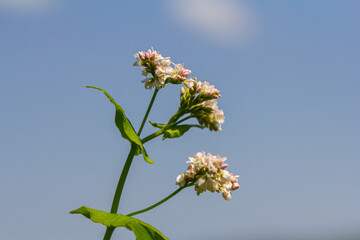 Flowering Buckwheat Field. Buckwheat Growing On The Field