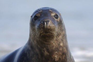 Grey seal (Halichoerus grypus), portrait, Heligoland, Schleswig-Holstein, Germany, Europe © Richard Dorn/imageBROKER