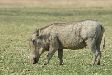 Fototapeta premium Warthog (Phacochoerus africanus), feeding, Okapuka Ranch, Windhoek district, Namibia, Africa