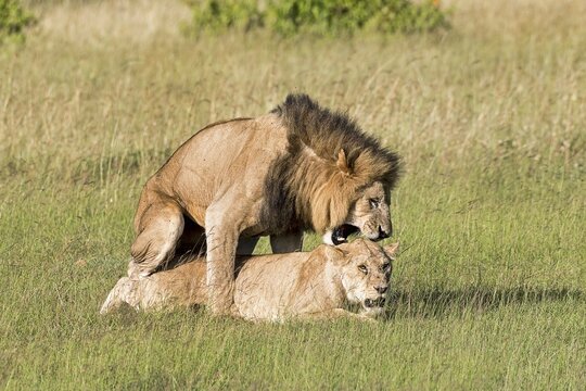 Lions (Panthera leo), mating pair, Masai Mara, Narok County, Kenya, Africa
