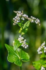 Flowering Buckwheat Field. Buckwheat Growing On The Field