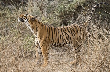 Bengal Tiger (Panthera tigris tigris), marking, Ranthambore National Park, Rajasthan, India, Asia