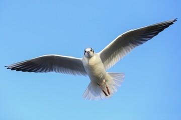 Black-headed gull (Chroicocephalus ridibundus) in flight, blue sky, Kemnade, North Rhine-Westphalia, Germany, Europe