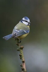 Blue Tit (Parus caerulea), Emsland, Lower Saxony, Germany, Europe