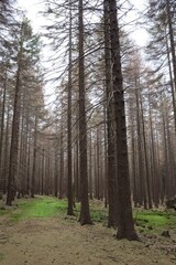 Fototapeta premium Trail through a Spruce (Picea) forest, Harz, Saxony-Anhalt, Germany, Europe
