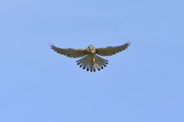 Hovering female kestrel (Falco tinnunculus), Lower Rhine, North Rhine-Westphalia, Germany, Europe