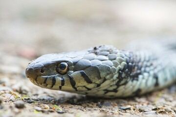 Grass snake, also ringed snake or water snake (Natrix natrix), portrait, Rhineland-Palatinate, Germany, Europe