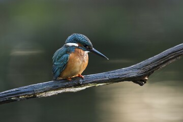 Eurasian kingfisher (Alcedo atthis) sitting on tree branch, Emsland, Lower Saxony, Germany, Europe