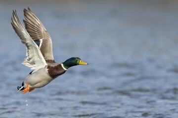 Mallard (Anas platyrhynchos), in flight above water surface, Hesse, Germany, Europe