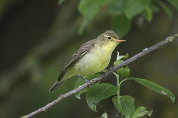Icterine warbler (Hippolais icterina), male on branch, Bavaria, Germany, Europe