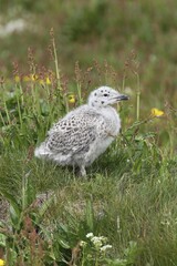 Great black-backed gull (Larus marinus), young bird not yet fledged, Bird Island Hornøya, Varanger, Norway, Europe