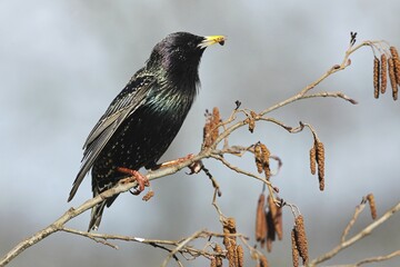 Starling (Sturnus vulgaris) sitting on hazel, Allgäu, Bavaria, Germany, Europe