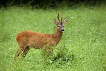 Roebuck (Capreolus capreolus) in the red summer coat, Allgaeu, Bavaria, Germany, Europe