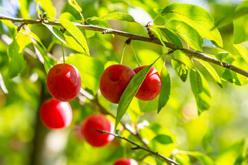 Bright red fruits hang from a green leafy branch in a sunlit garden during a warm summer day