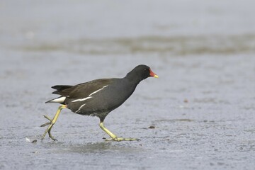 Common moorhen (Gallinula chloropus) runs over ice rink, Hesse, Germany, Europe