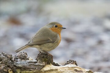 European robin (Erithacus rubecula) stands on deadwood, Hesse, Germany, Europe