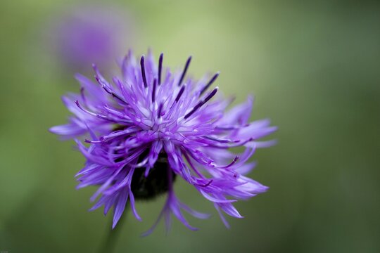 A purple flower in sharp close-up with a blurred green background Devil's Claw PhyteumaCampanulaceae