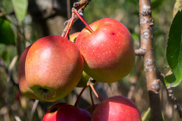 Fresh red apples hang from branches in a sunny orchard, ready for harvest during a bright autumn day