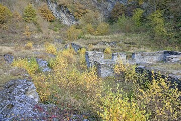 Birches (Betula) with autumn leaves between slate walls, ruins, Eastern Eifel,...
