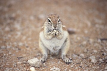Squirrel Namibia
