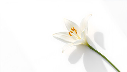 Naklejka premium white lily flower