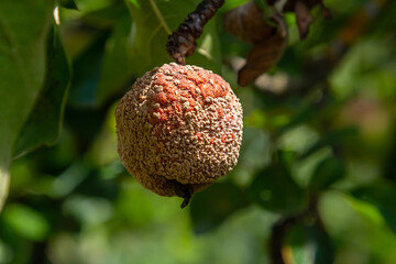 Close-up view of a lichen-covered fruit hanging from a branch among green leaves during a sunny day in a vibrant garden setting