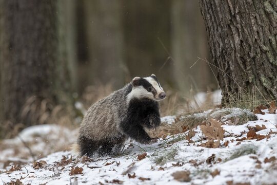 European badger (Meles meles) runs in snow, captive, Pilsen, Czech Republic, Europe